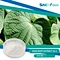 Kava root extract is a versatile and natural remedy that can be used to promote relaxation, reduce anxiety and stress, and provide pain relief.